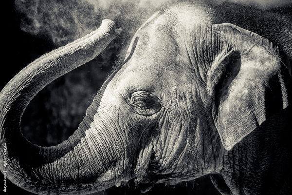 elephant-image.jpg