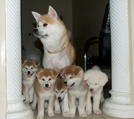 Akita-puppies-pictures.jpg