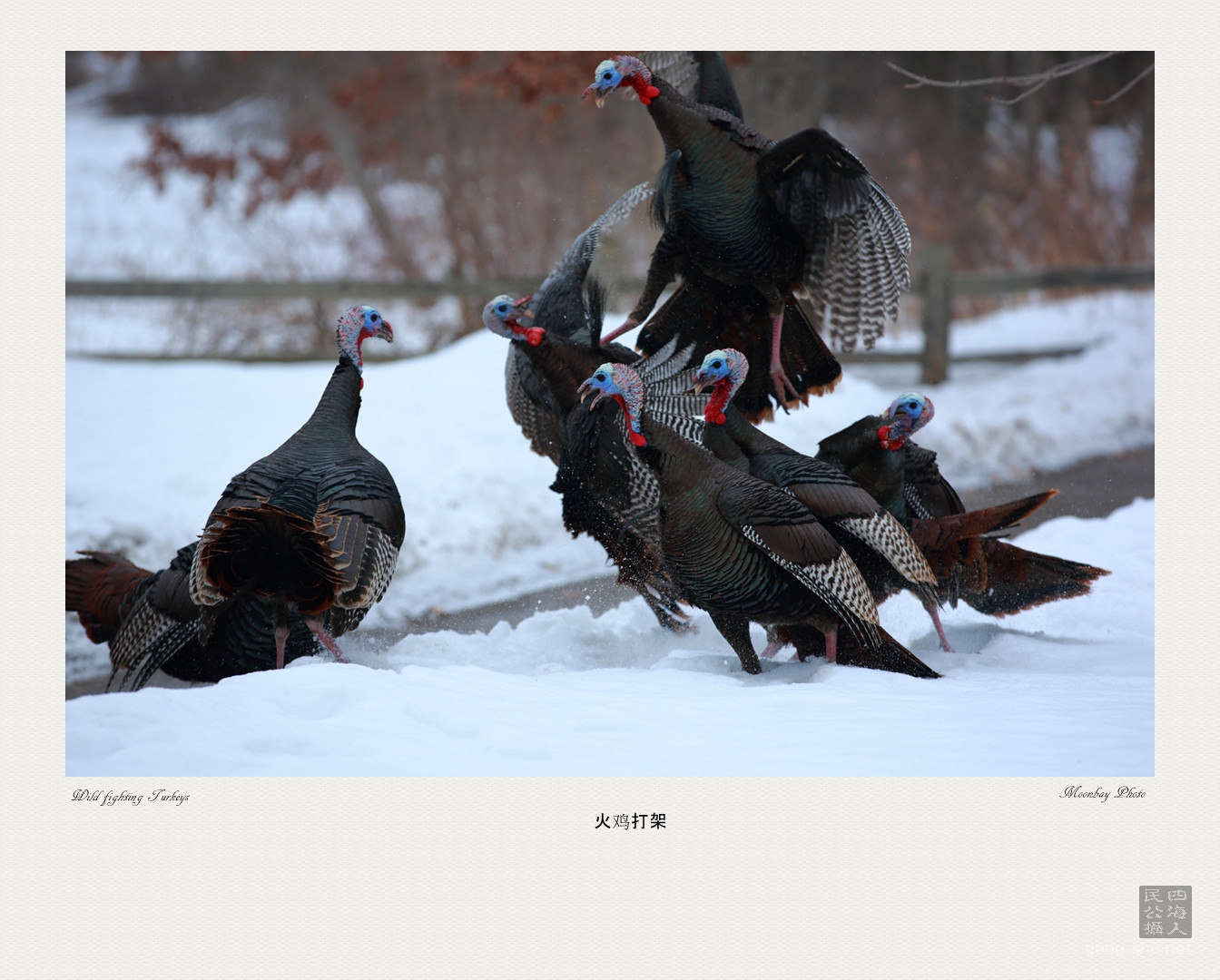 turkeys_Fighting.jpg