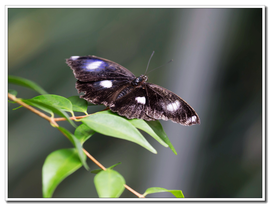 Butterfly4.jpg