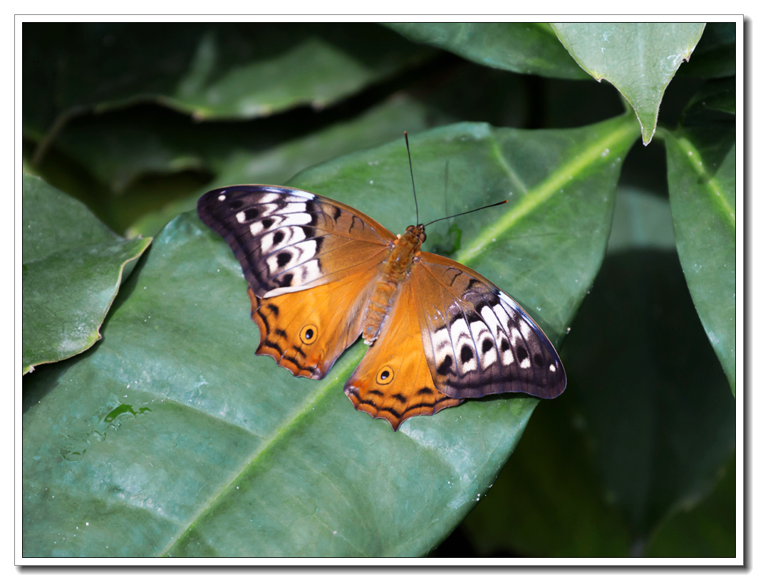Butterfly5.jpg