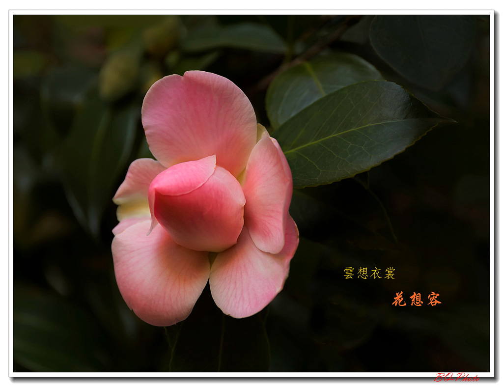 5-Camellia20153.jpg