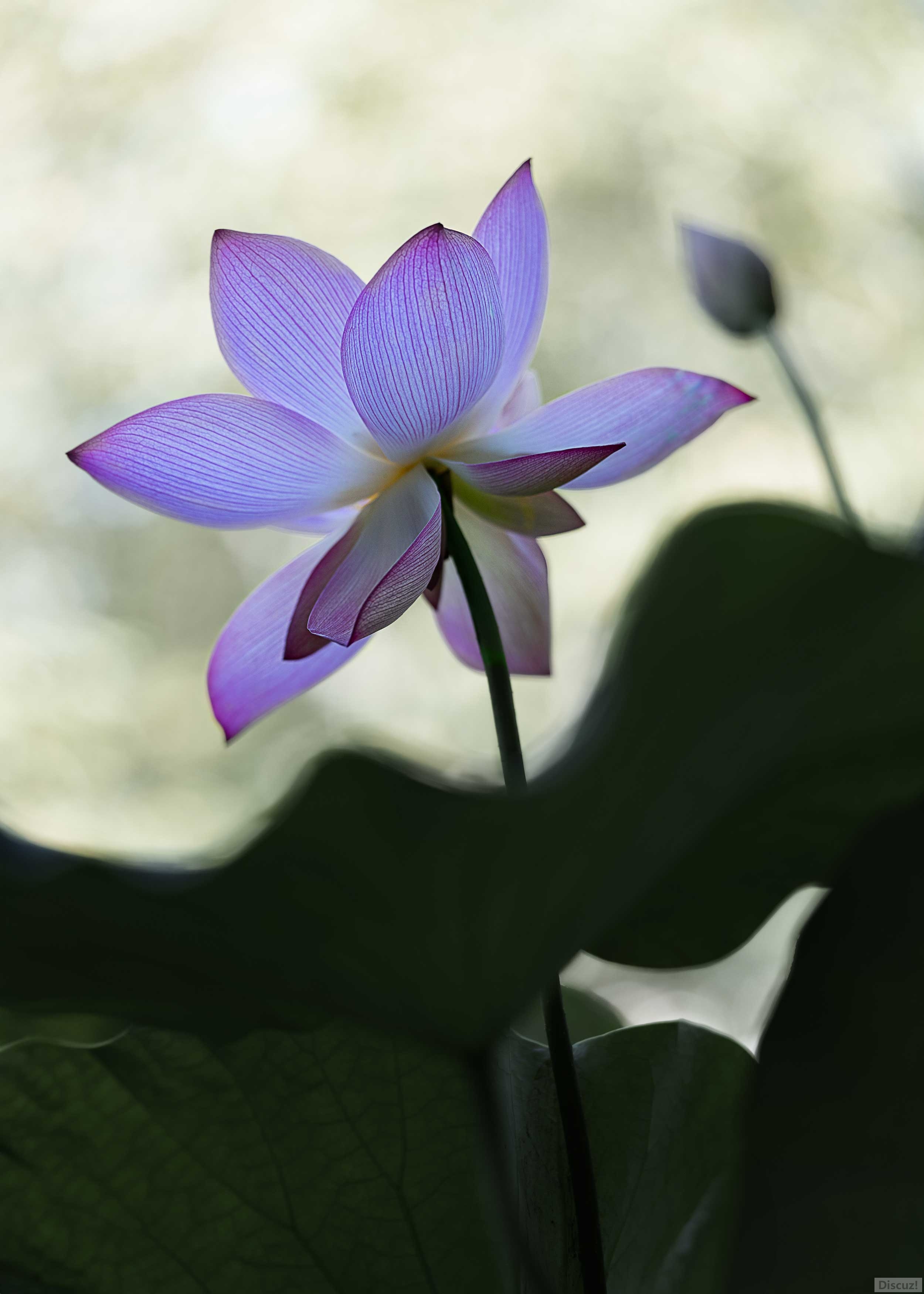 lotus3001.jpg