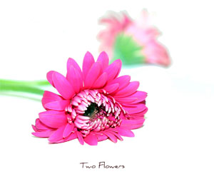two_flowers.jpg