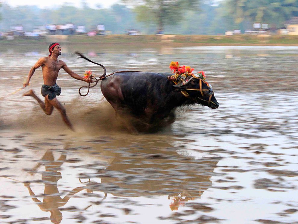 kambala-buffalo-race-india_47054_990x742.jpg