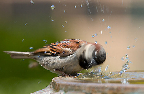鸟和水.jpg