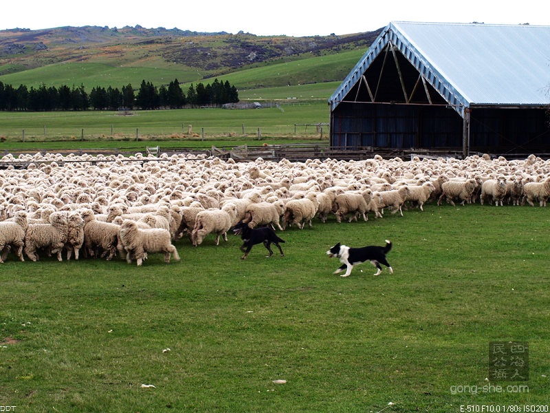 路上看见一个牧场主正在圈羊，猜猜有多少只？