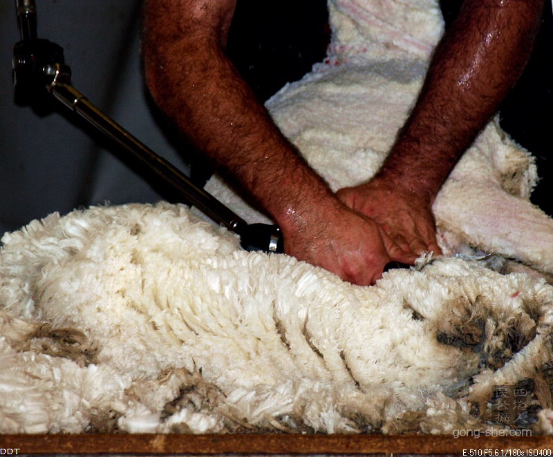 剪一只羊大概只需26秒