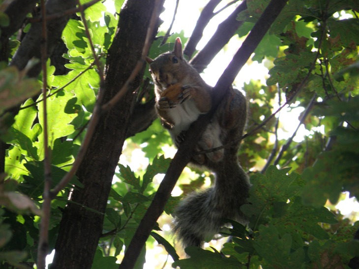 squirrel1.JPG