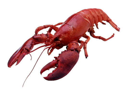 lobster703.jpg