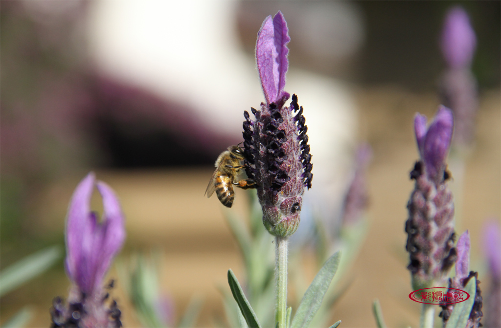 蜜蜂与熏衣草