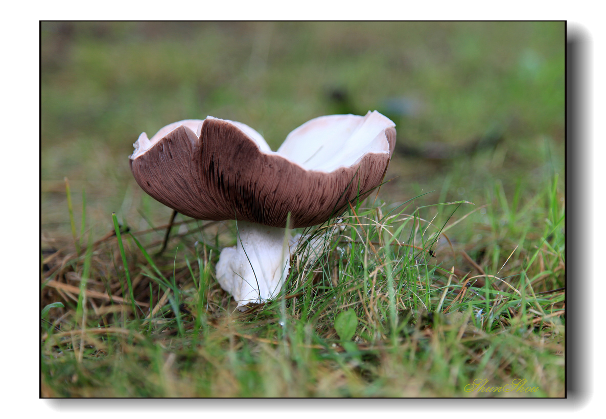 蘑菇1.jpg
