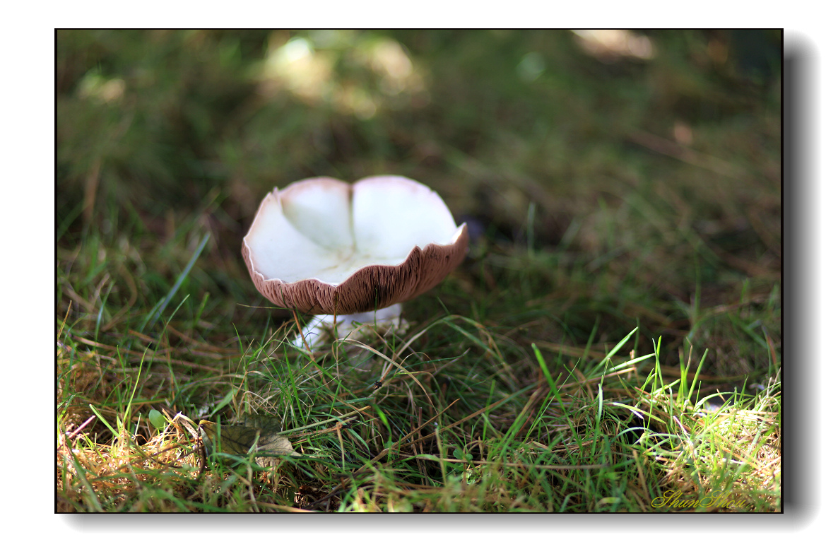 蘑菇2.jpg