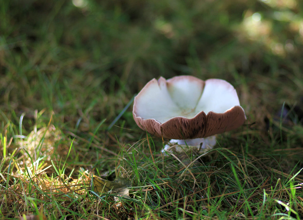 蘑菇3.jpg
