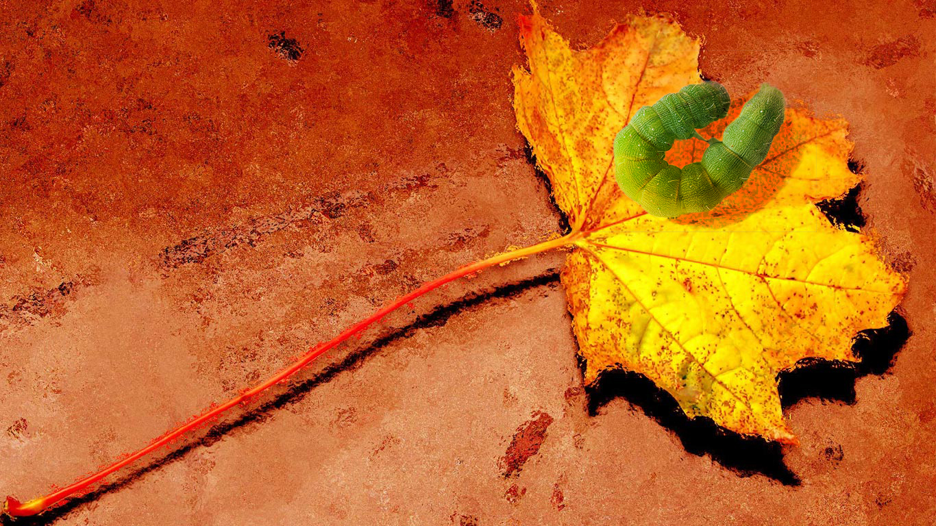 leaf2.jpg